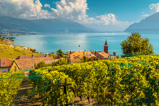 Beautiful vineyards in Lavaux region near Chexbres, Vaud, Switzerland