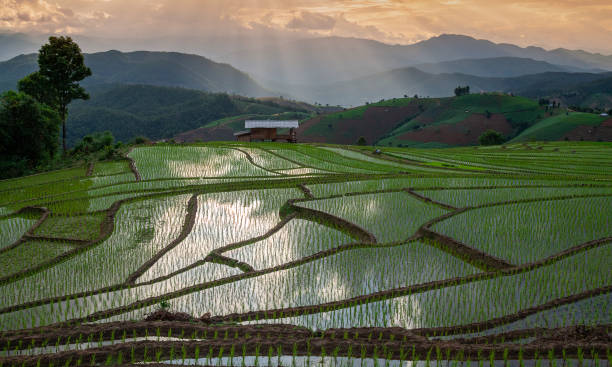 istock Pa Bong Piang Rice Terraces. 1177790243