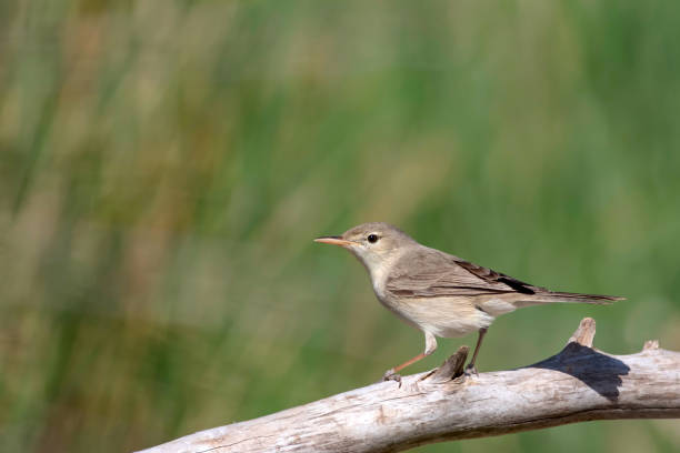 istock Cute bird Common Whitethroat. Sylvia communis. Green nature background. 1177790935