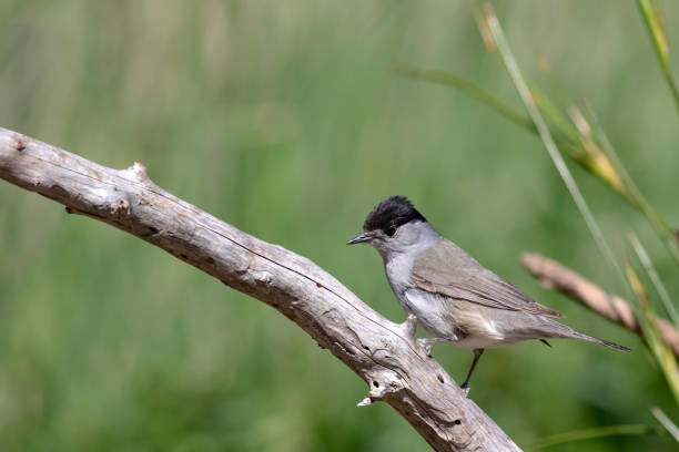 istock Cute bird. Green nature background. Bird: Eurasian Blackcap. Sylvia atricapilla. 1177791003