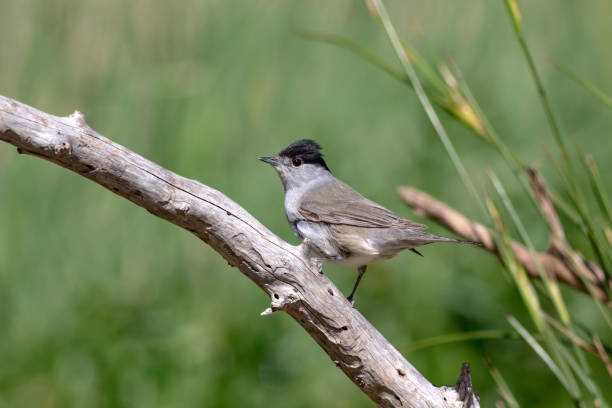 istock Cute bird. Green nature background. Bird: Eurasian Blackcap. Sylvia atricapilla. 1177791007