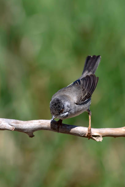 istock Cute bird. Natural background. Bird: Ruppell's Warbler. Sylvia rueppelli. 1177793021