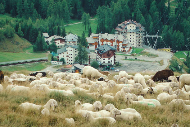 Country view at sheep grazing near blocks