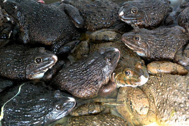 istock Live black frogs at the grocery market 1177793637