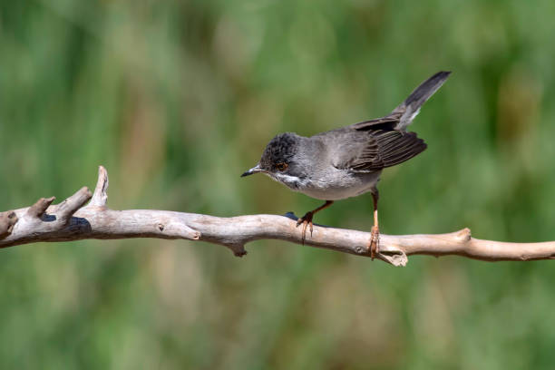 istock Cute bird. Natural background. Bird: Ruppell's Warbler. Sylvia rueppelli. 1177793705
