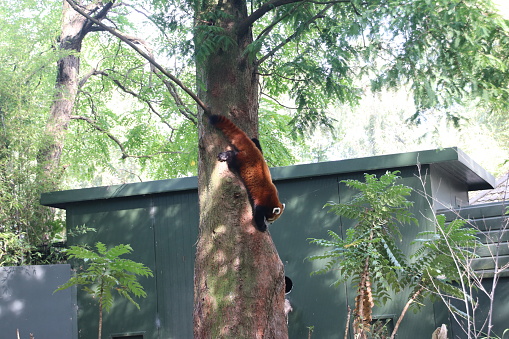 Red panda bear climbing in the tree at the Rotterdam Blijdorp Zoo