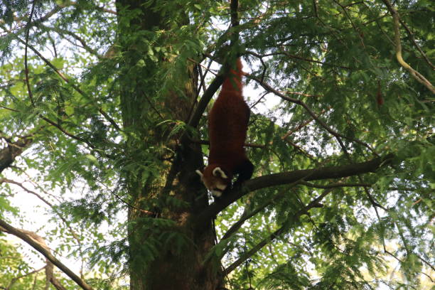 Red Panda Bear climbing in the tree at the Rotterdam Blijdorp Zoo