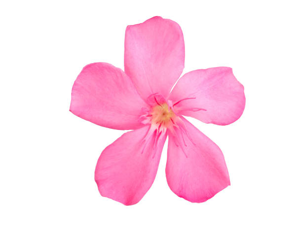 istock Pink flower isolated on white background. 1177794479