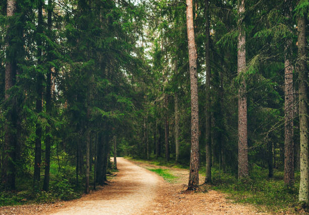 istock The road in the pine forest. Forest and a pathway 1177801076