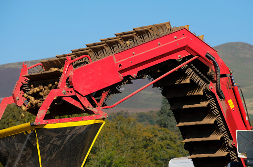A red potato harvester, with freshly dug potatoes being moved from the harvester, along an unloading elevator, into a box filling chute. Potatoes are tumbling into the yellow and black net chute that is held over potato crates on a trailer, coming alongside the harvester.