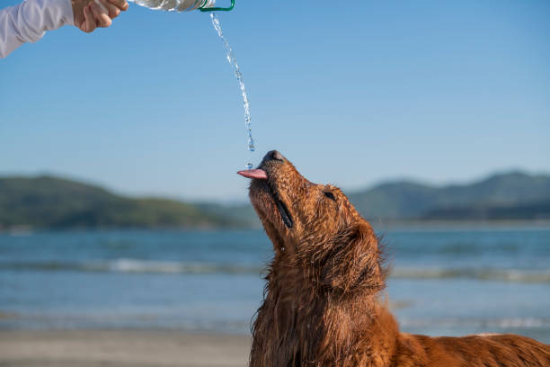 istock Drink water to the Golden Retriever 1177809452