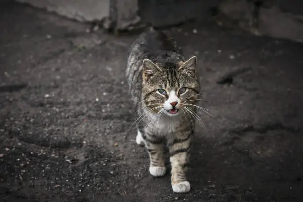 Photo of Stray dirty cat with a sick eyes on backyard in abandoned place.