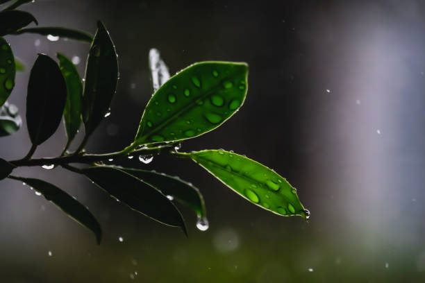 istock the rain over the green leave 1177809842