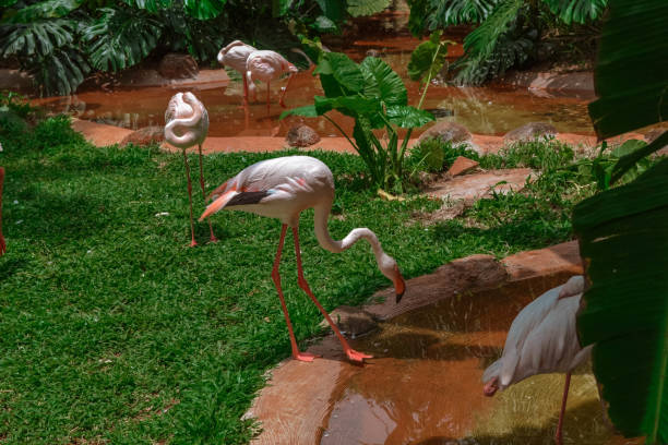 istock Rose flamingos in Hainan China 1177810532