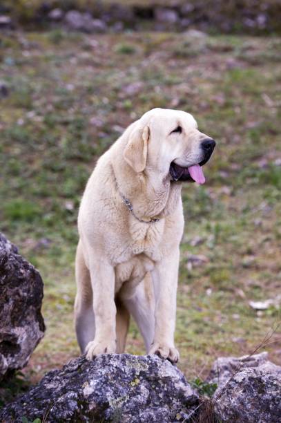 Beautiful female od Spanish Mastiff Breed with yellow colour coat on the rock Beautiful female od Spanish Mastiff Breed with yellow colour coat on the rock spanish mastiff puppies stock pictures, royalty-free photos & images