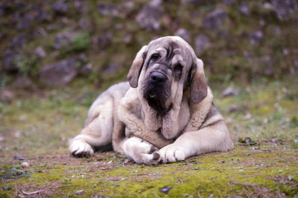 Beautiful Junior Dog of Spanish Mastiff Breed on the grass Beautiful Junior Dog of Spanish Mastiff Breed on the grass spanish mastiff puppies stock pictures, royalty-free photos & images
