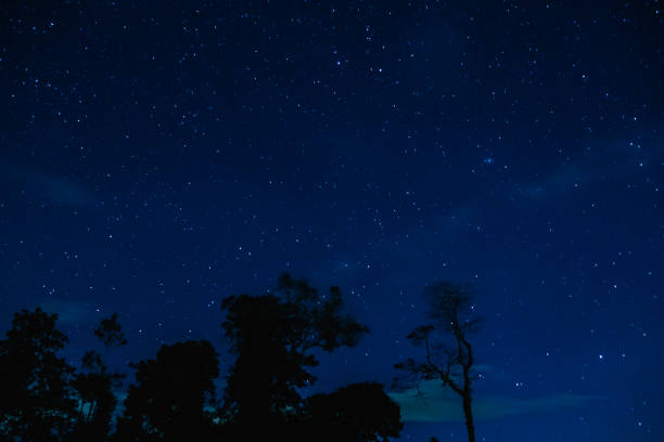 istock starry sky in the night forest 1177811169