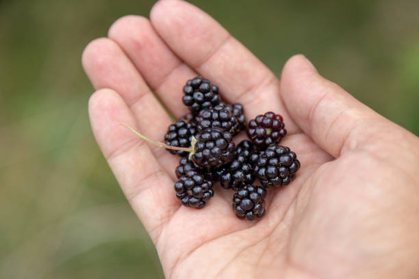 istock Hand holding forest blackberry hand picked in front of forest. 1177811198