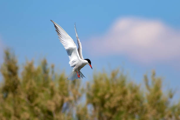 istock Flying bird. Bird: Common Tern. Sterna hirundo. Colorful nature background. 1177811928