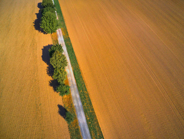 istock Aerial view from the vertical with bushes, trees and shrubs next to a meadow 1177811931