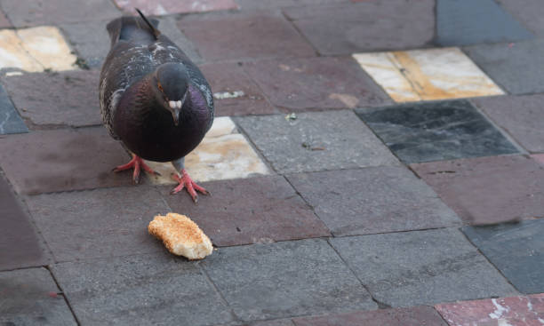 istock Doves eating a bun on the street 1177812227