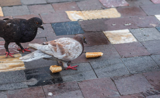 istock Doves eating a bun on the street 1177812230