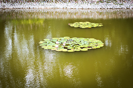 Water lilies in the water on a lake in a park