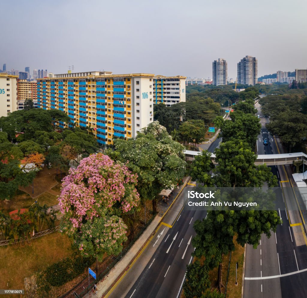 late afternoon at Block 107 HDB Jalan Bukit Merah-Trumpet trees bursting into full bloom Trumpet trees, dubbed the local version of Japan's famed cherry blossoms, can grow to 30m high. They have a broadly conical shape, shady crown and trumpet-shaped flowers that give the tree its name. 2019 Stock Photo