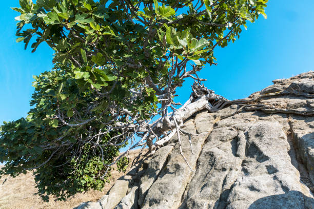 istock Overturned fig tree on rocky in Halkidiki, Greece 1177813147