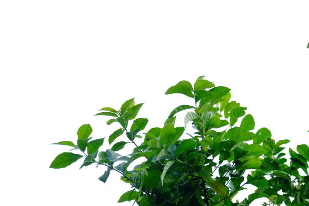 istock Tropical tree leaves with branches on white isolated background 1177813420