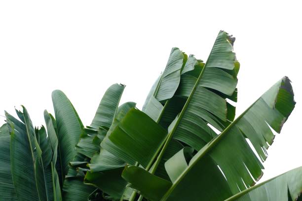 for green foliage backdrop