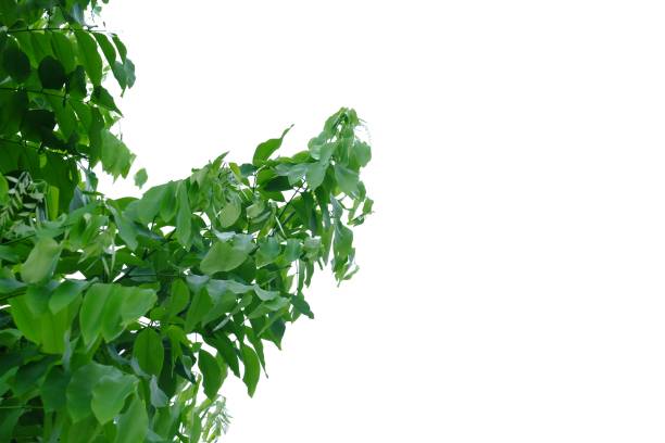 istock Tropical tree leaves on white isolated background 1177813476