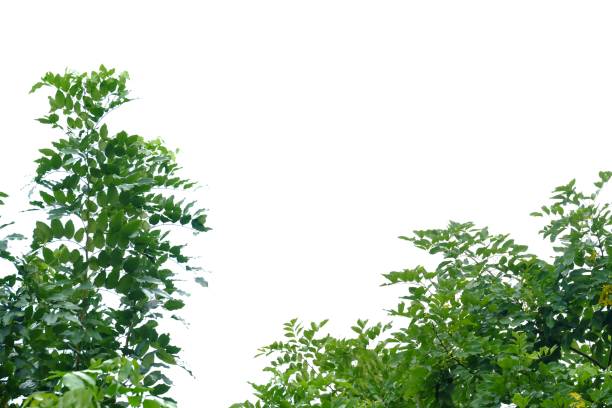 istock Tropical tree leaves on white isolated background for green foliage backdrop 1177813482