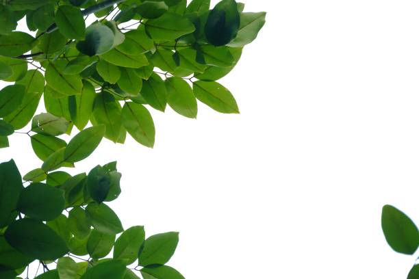 istock Tropical tree leaves with branches on white isolated background 1177813562