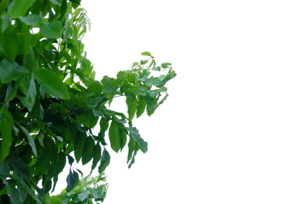 istock Tropical tree leaves with branches on white isolated background 1177813579