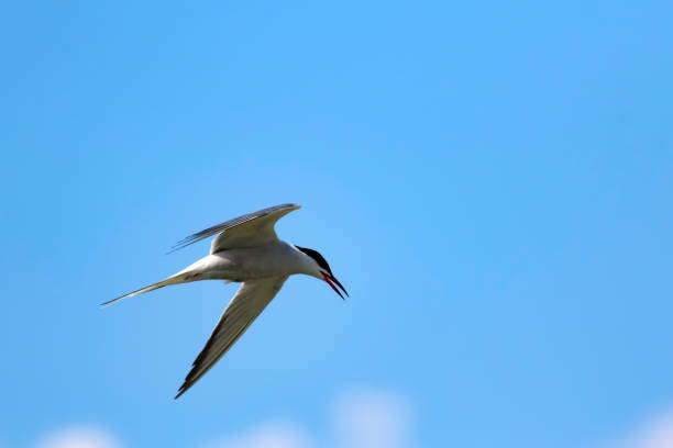 istock Flying bird. Bird: Common Tern. Sterna hirundo. Colorful nature background. 1177814170