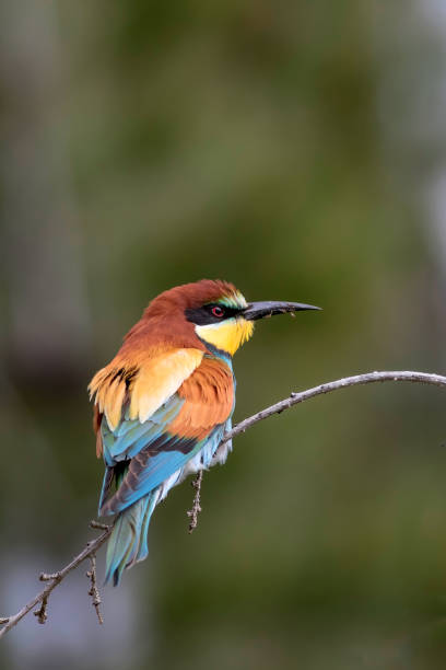 istock Colorful bird. Green nature background. Bird: European Bee eater. Merops apiaster. 1177814245