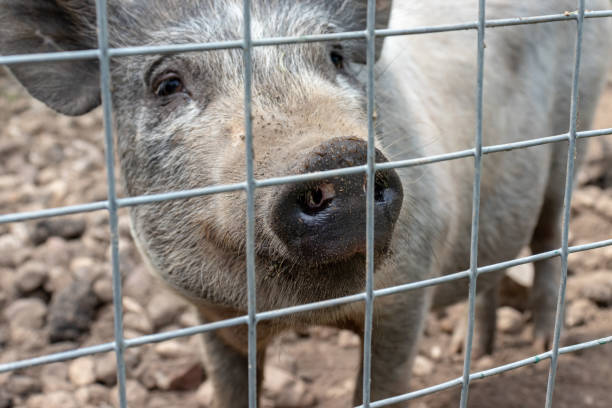 black cute pig with a black snout nose behind the metal mesh fence in the country farm - flu virus russian influenza swine flu virus imagens e fotografias de stock