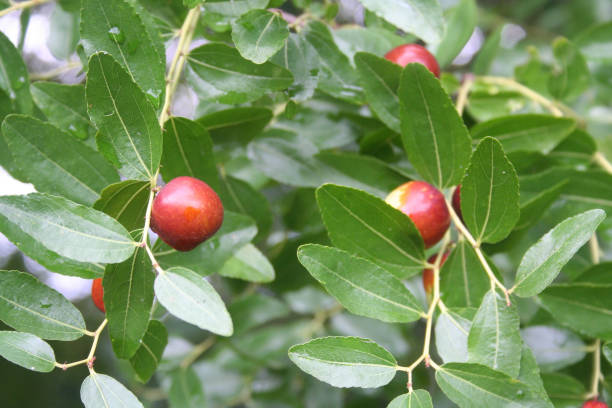 istock Jujube tree with ripe brown fruits on branch. 1177814331