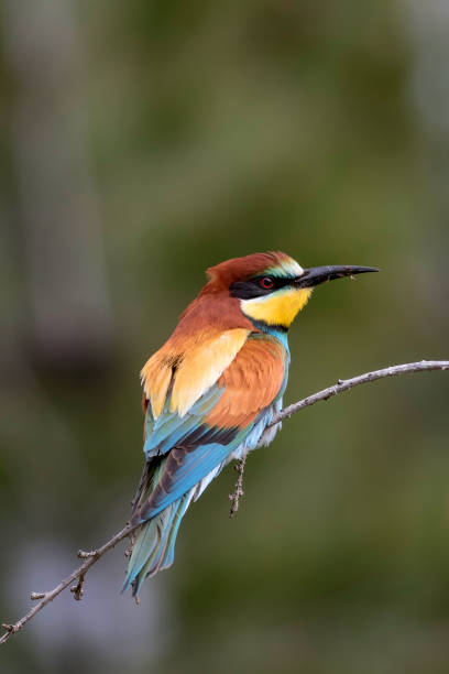 istock Colorful bird. Green nature background. Bird: European Bee eater. Merops apiaster. 1177814400