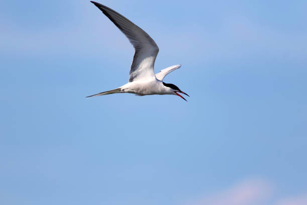 istock Flying bird. Bird: Common Tern. Sterna hirundo. Colorful nature background. 1177814404