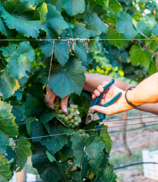 istock Grapes Harvesting in vineyard 1177814722