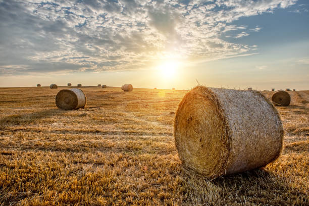 harvested field with straw bales in summer harvested field with straw bales in sunset, agriculture farming concept, Czech Republic, Europe bale photos stock pictures, royalty-free photos & images