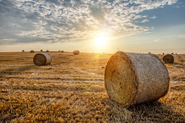 собранное поле с соломенными тюками летом - bale hay field stack стоковые фото и изображения