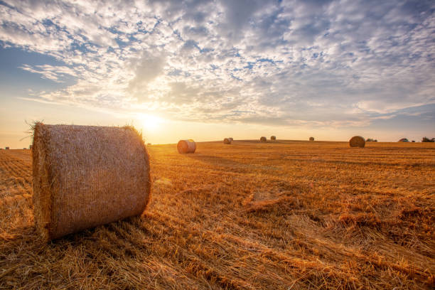 istock harvested field with straw bales in summer 1177815278
