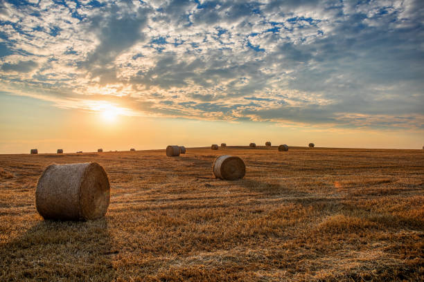 istock harvested field with straw bales in summer 1177815293