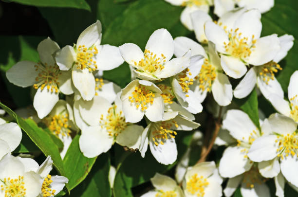 istock Beautiful white flowers mock orange close up. Philadelphus 1177816683