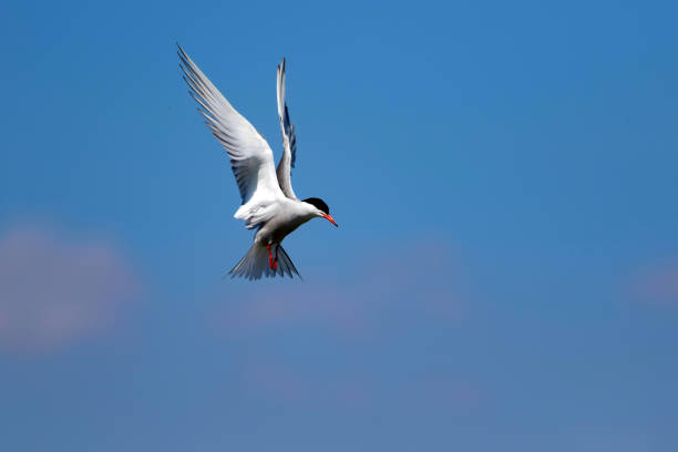istock Flying bird. Bird: Common Tern. Sterna hirundo. Colorful nature background. 1177816712