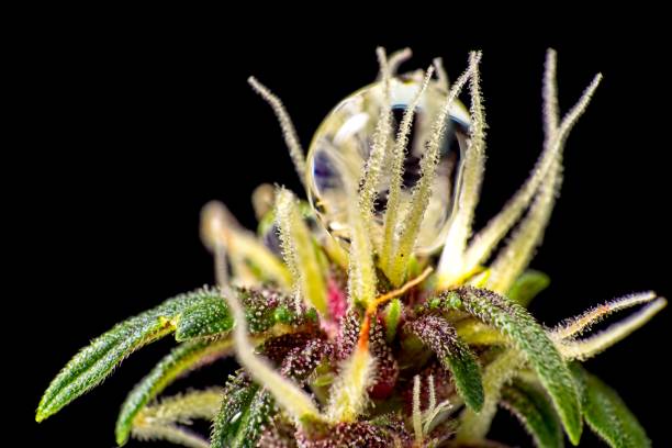 istock Round water drop on cannabis bud 1177817916