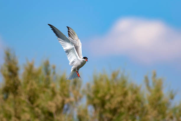 istock Flying bird. Bird: Common Tern. Sterna hirundo. Colorful nature background. 1177818966